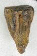 Triceratops Shed Tooth - Montana #21415-1